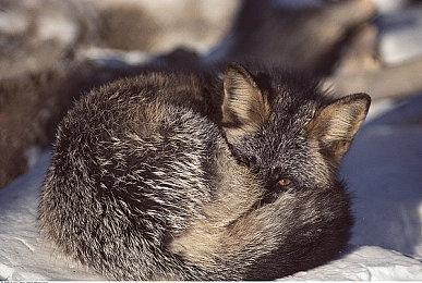 沙盒建造游戏《Plasma》宣布停止开发 Steam版改为免费游玩